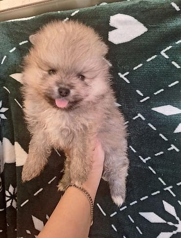 arpa bugda satisi: Şpitz, 1 ay, Erkek — 10