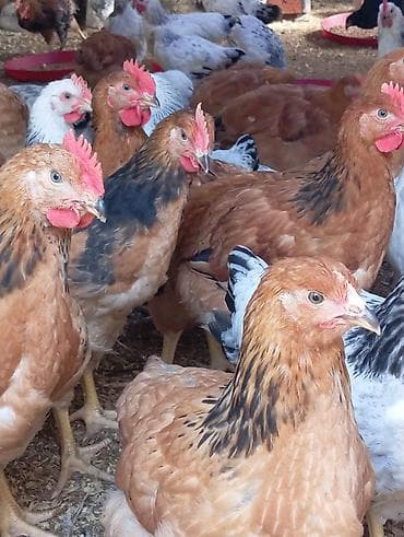 cins pişik: Toyuq, Damazlıq — 2