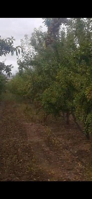 quru çay: Məhsul: Badam bağından təzə yığılmış badam (qabıqlı) Təsvir: - — 3