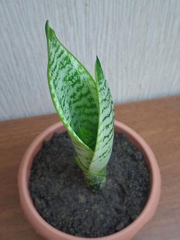qizil gul buketi: Sansevieriya "Laurentii" Kök atmış sansevieriya (qaynana dili) — 6