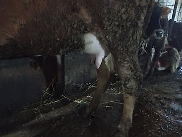 şvis inək: Salam gördüyünüz bu düyə birinci qarını dogub 20 gunluy Erkey balası — 4