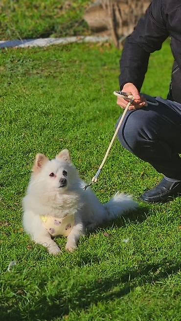 İtlər üçün yumşaq sinə qayışı + kəmər dəsti - Dizayn: açıq sarı