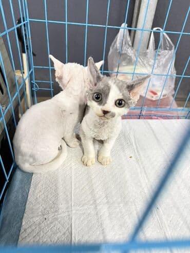 Gəmiricilər: Fars, Erkək, Dişi — 13