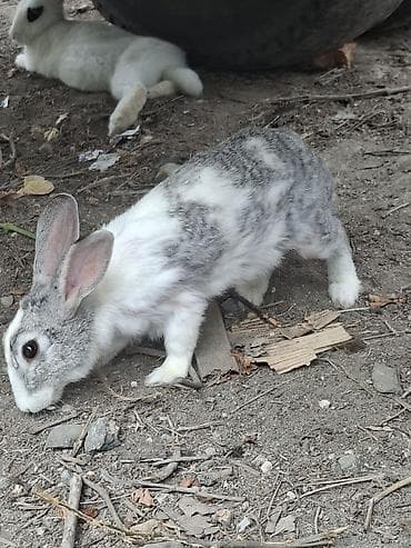 dovşam: Salam Dovşan Tam Sağlamdır 9 Aylıqdır
Endirim Olacaq🤝 — 1