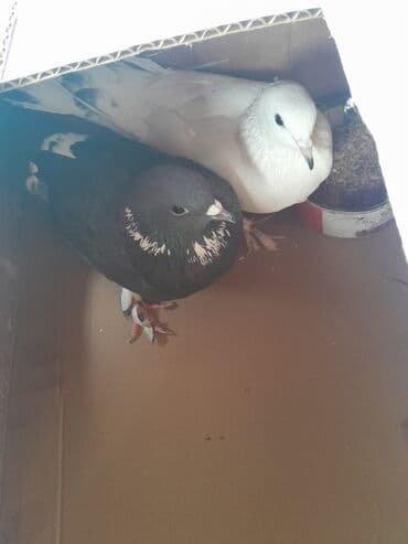 at satisi qiymetleri: 2isi 5m bir fer bir xoruz — 1