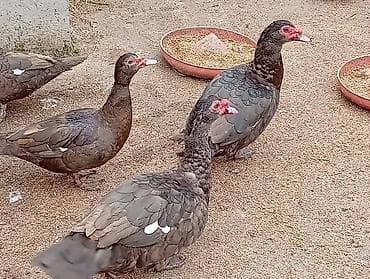 Keçilər, çəpişlər: 6 Krasnadar Öküz Ürəyi Xoruz Tam Original. 3Kilo 600 - 4Kiloyacan — 7