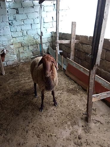 qoyun iti: Erkey toğulu satılır istəyən olsa yazsın real alıcıya endirim olacaq 1 — 3