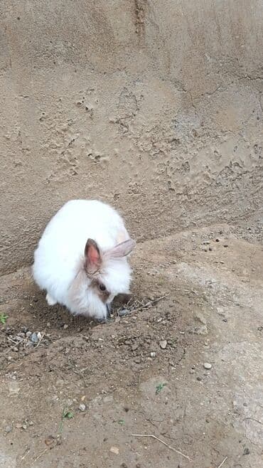 şirin dovşan şəkilləri: Uzun tüklü dekorativ dovşan - Cins: ehtimalən Angora/mix dekorativ — 3