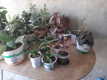 Buket güllər: Güllər satılır. Böyük 4 manat kiçikler 2 manat.unvan zığ qesebesi — 2