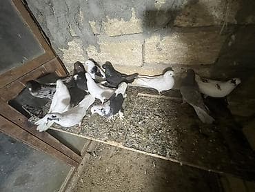 dovşan evi: Məhsul: Ev göyərçinləri kolleksiyası Təsvir: - Şəkillərdə müxtəlif — 2