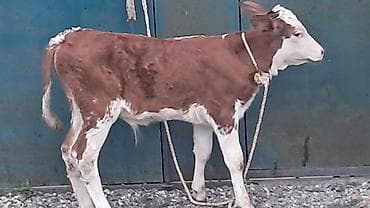 jersey inək: İkinci qarına doğub yanında süni mayalanmadan olan erkək balası ilə — 8
