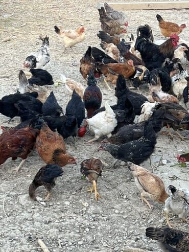 cücə və xoruz: Toyuq, Australorp, Brama, Damazlıq, Ünvandan götürmə — 22