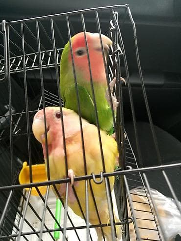 quş qefesleri: Qəfəslər 15-40 azn quslar 35-45-50 aznMüxtəlif ölçü və formalarda quş — 9