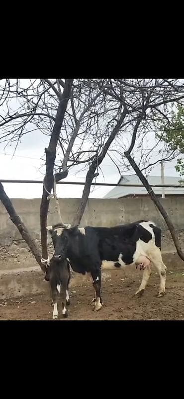 südlü iney: Simental tipli qara-ağ rəngli inək bala ilə birlikdə. - İri bədən — 1