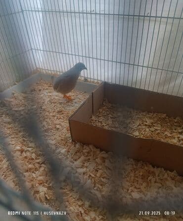 pişik adları dişi: Çin bildirçini erkek qiymeti 15 m endirim yoxdu — 1