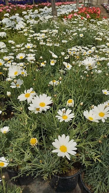 Açıq bağ üçün qazanlı papatya (marguerite) kolları - Növ: Ağ ləçəkli