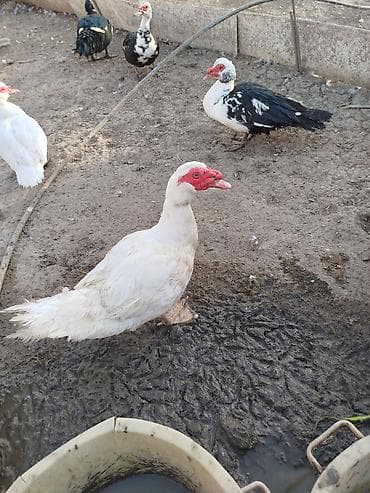 Xoruzlar: 1 İllik Erkəy lal ördəklər. Aktiv heyvanlardır. Ağlar Qaralar 40 — 3