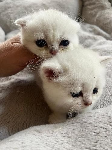 menks cinsli pişik: Şinşilla, Erkək, Dişi — 7