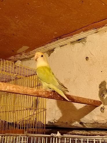 Gəmiricilər: Nirazulcik hazır Maya 8 aylıq Tel:+994 50 634 42 87 ünvan Ramana — 3