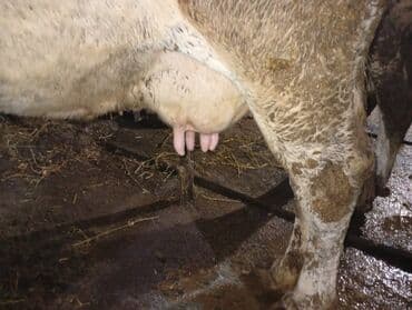 tap az sudluk inəklər: Salam gördüyünüz ineyler satılır boğaz balı super heyvanlardi — 12