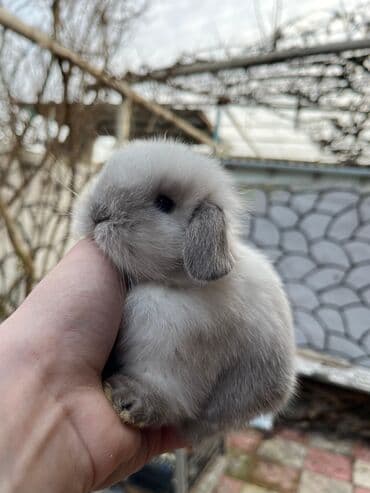 cuce yem qabi: Salam🖐🏻.Her biri real dovşan şekilleridir öz heyetimde saxladığım — 4