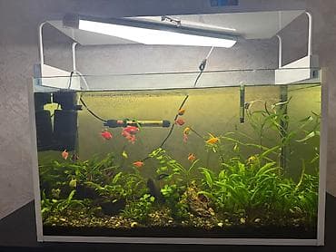 akvarium qrunt: Komplektdə görünən əsas hissələr: - Şüşə akvarium - Üst hissədə — 2