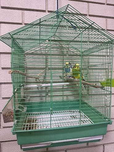 quş adları: Məhsul: Dəbədəbəli damlı, yaşıl rəngli quş qəfəsi və aksesuarlar — 1