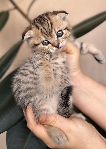 qara rəng: Şotland — 3