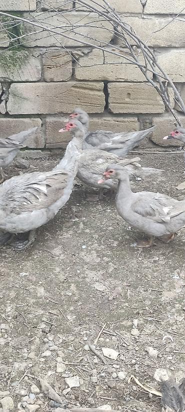 Собаки: Saf qan Lavanta ördək balası — 6