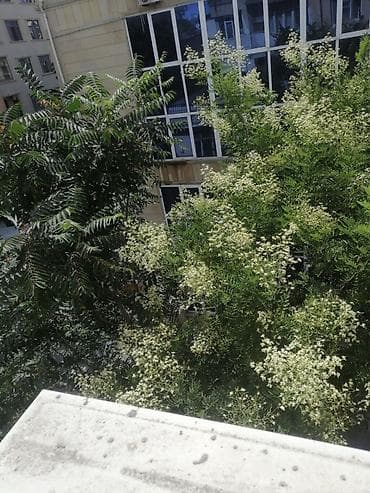 Bakı, 3 otaqlı, Köhnə tikili, m. 28 may, 63 kv. m — 2