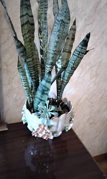 gil qab: Böyük sansivieriya. qabı özündən gözəl. özü qabından gözəl. gözəl — 1