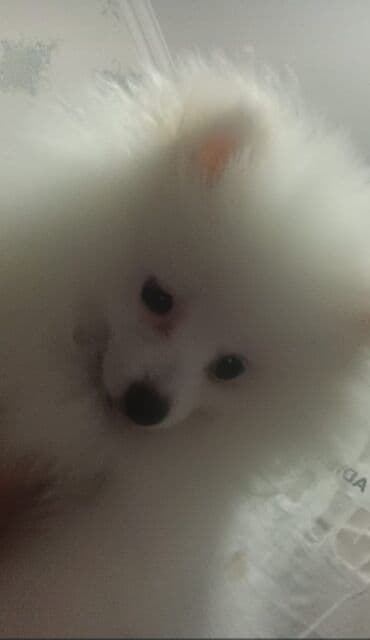 coban iti balasi: Şpitz, 1 ay, Dişi, Peyvəndli, Pulsuz çatdırılma — 1