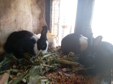 ereb dovşanı: Herkese salam. bugünki dovşanların ətlik dovşanların və içinde qarnı — 7