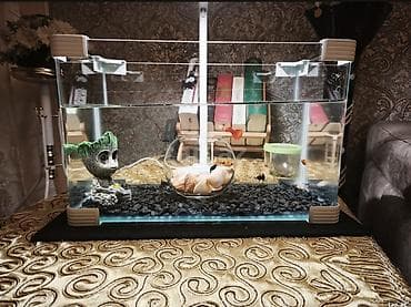 qefes satisi: 20 litrlik akvarium ve 8 eded baliq qara daslar oyuncaq ve — 2