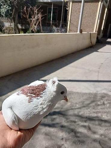 papuqay quş: Hamsi satilir oz damazdiq heyvanlarimdi bezi prablelere gore satiram — 4