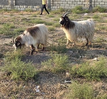 Mal-qara: Heyvanlar tam sağlamdır 1 erkək 3 dişidir ikisi bir dəfə doğub biri — 3