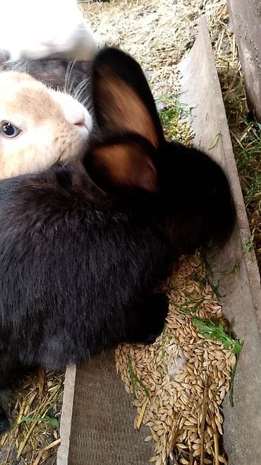 akvarium balıq növləri: Bk — 5