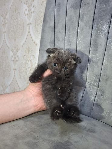 siyan pişik: Şotland — 6