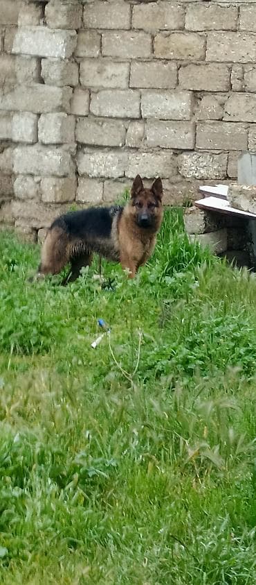 afcarka balasi: Alman çoban iti, Peyvəndli — 3