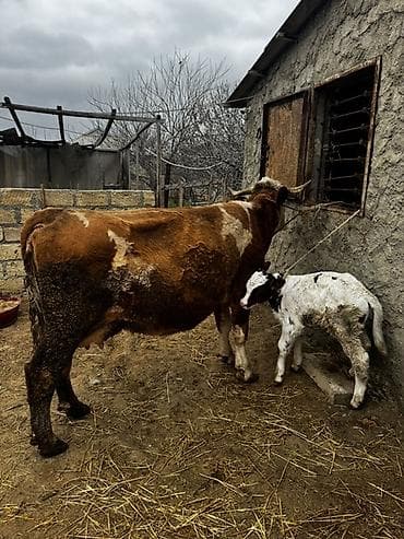 Рогатый скот: Erkək balalı inək satılır. Təmiz simmental cinsidir.Balası da — 7