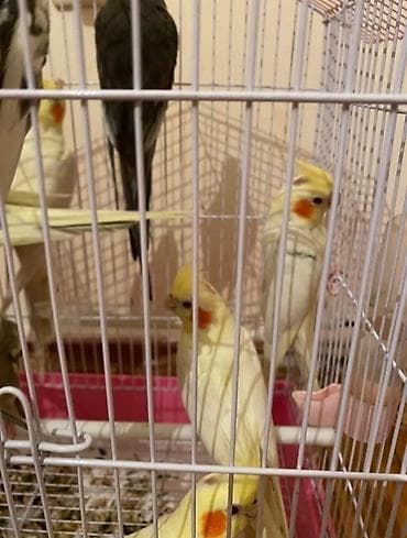 alpet zoo: Dağıstan sortu cüte hazır dişi ve erkək korellar var sağlam quşlardır — 3