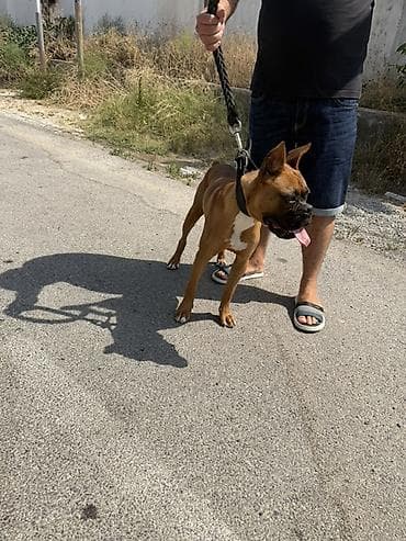 heyvan: Bokser, 7 ay, Erkek, Sənədli, Pulsuz çatdırılma — 4