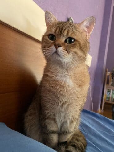 lalafo pişik: Scottish golden şinşilla tabby erkek 70 dişi de dik gulag olsun fold — 1