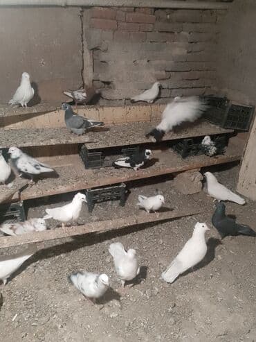 heyvanlar ucun bit dermani: Təcili satılır 100 AZN — 3