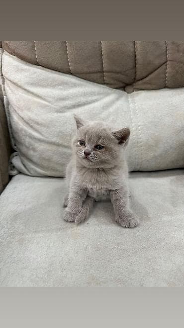 siam pişiyi: Britan — 4