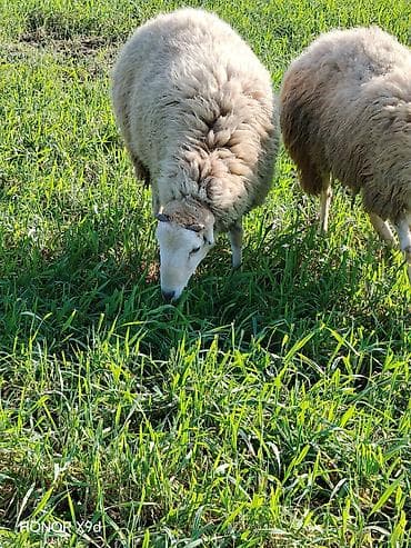 it balası satışı: Quzuluq üçün saxlanılan yerli qoyunlar - Cins: yerli qarışıq ət-yun — 4