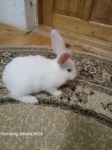 Кролики: Ağ tüklü ev dovşanı Məhsul təsviri: - Rəng: tam ağ, qulaqların — 2