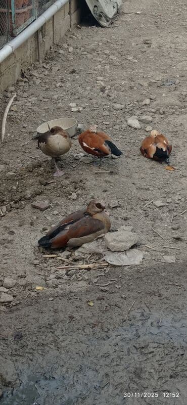 Misir qazları(Egyptian Goose) Satılır❗ Anqutlar satılmır❗ 2 si 350 AZN — 1