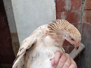 kend colpalari: Toyuq, Damazlıq, Ünvandan götürmə — 8