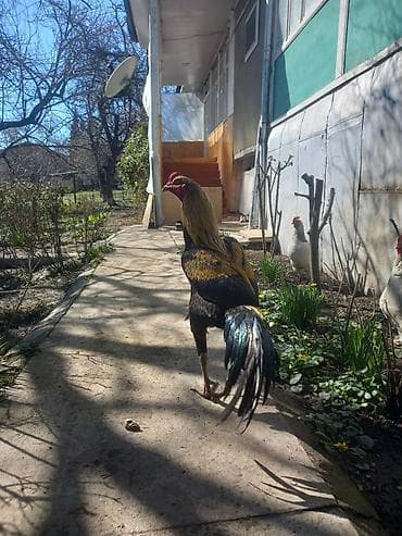 Бараны, овцы: Sarı-qara rəngli xoruz - Uzun quyruqlu, incə quruluşlu, hündürboy — 1